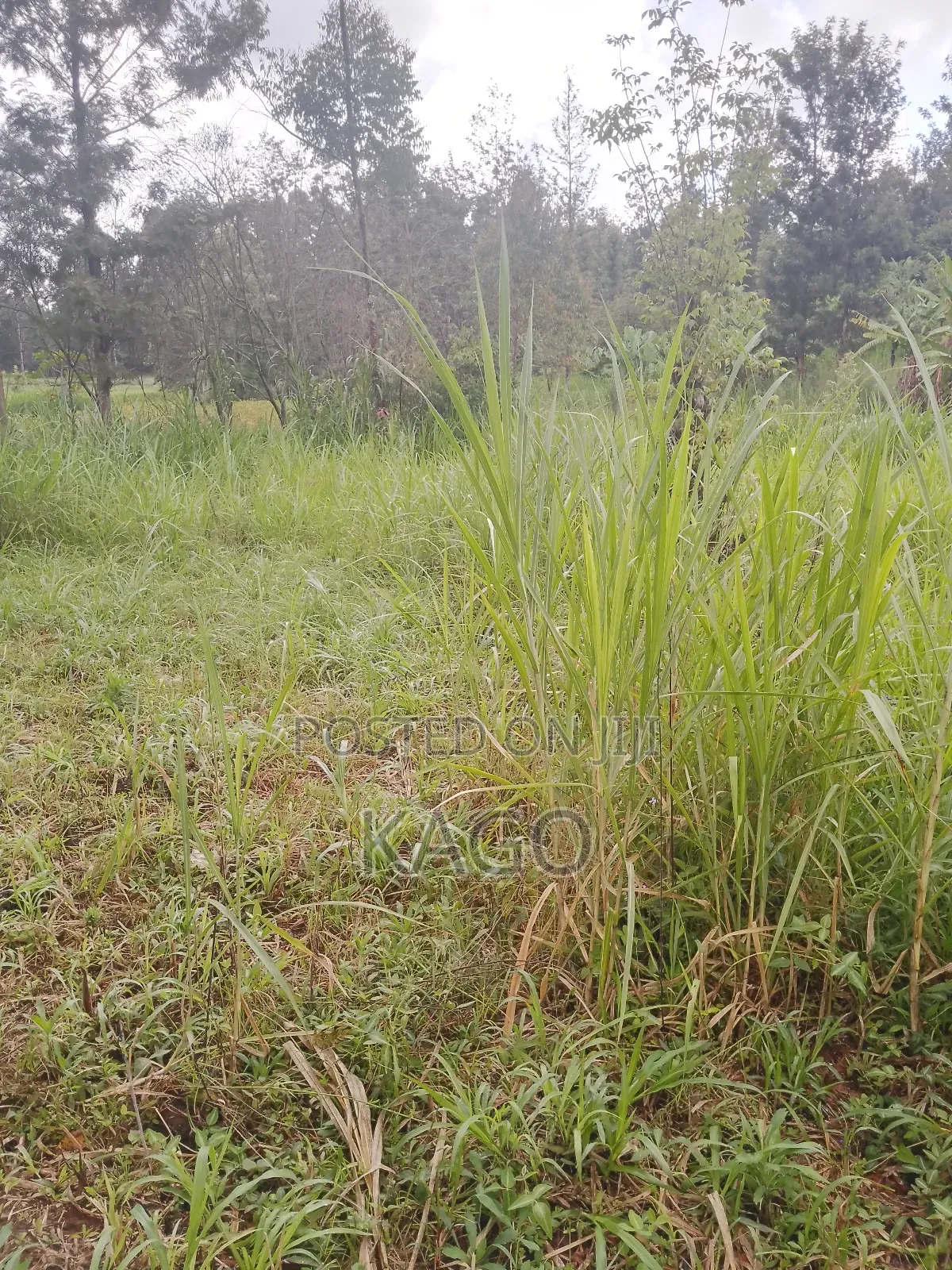 100by100 Plot at Mang'u, Gatundu North