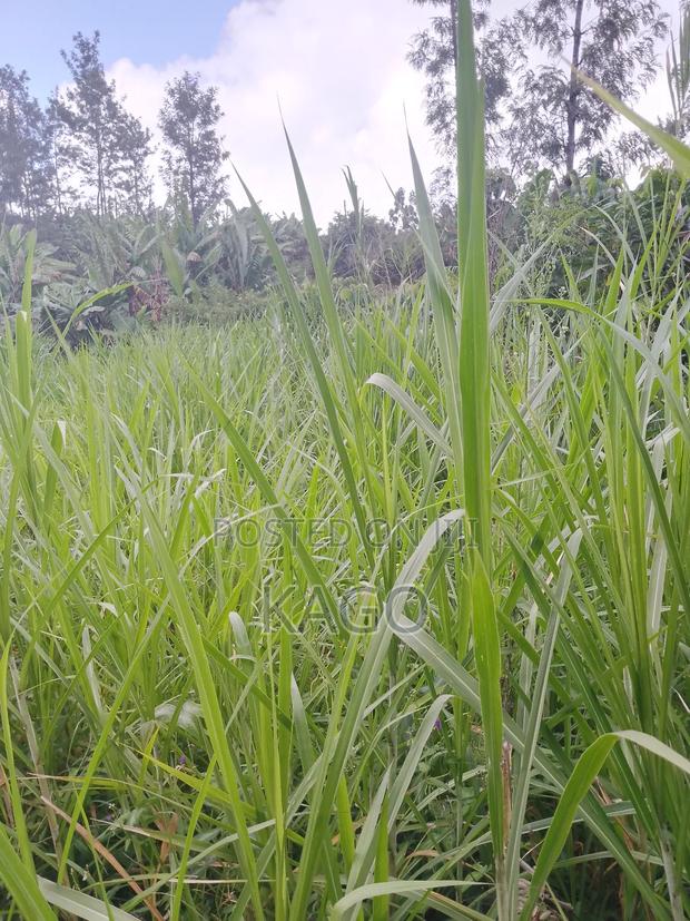 100by100 Plot at Mang'u, Gatundu North - thumbnail 3