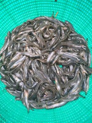 Mudfish Fingerlings on Sale - main view
