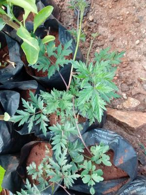 Black Raspberry Seedlings - main view