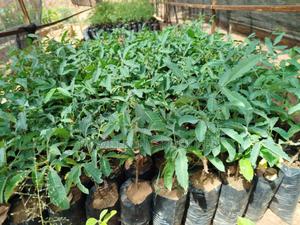 Amarula Plant Seedlings - main view