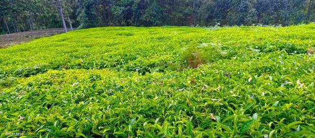 4 Acres Tea Farm on Sale in Gatura Gatanga