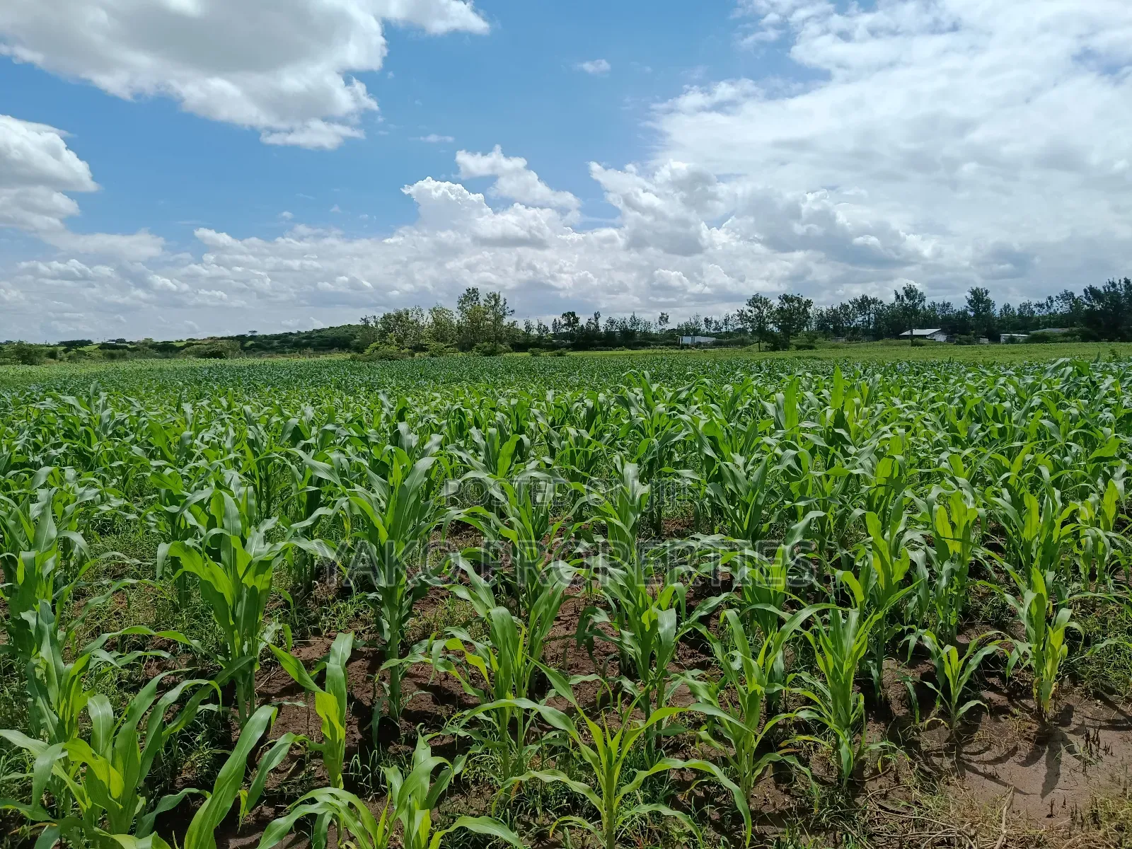 2 Acres of Agricultural Land