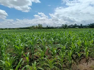 2 Acres of Agricultural Land