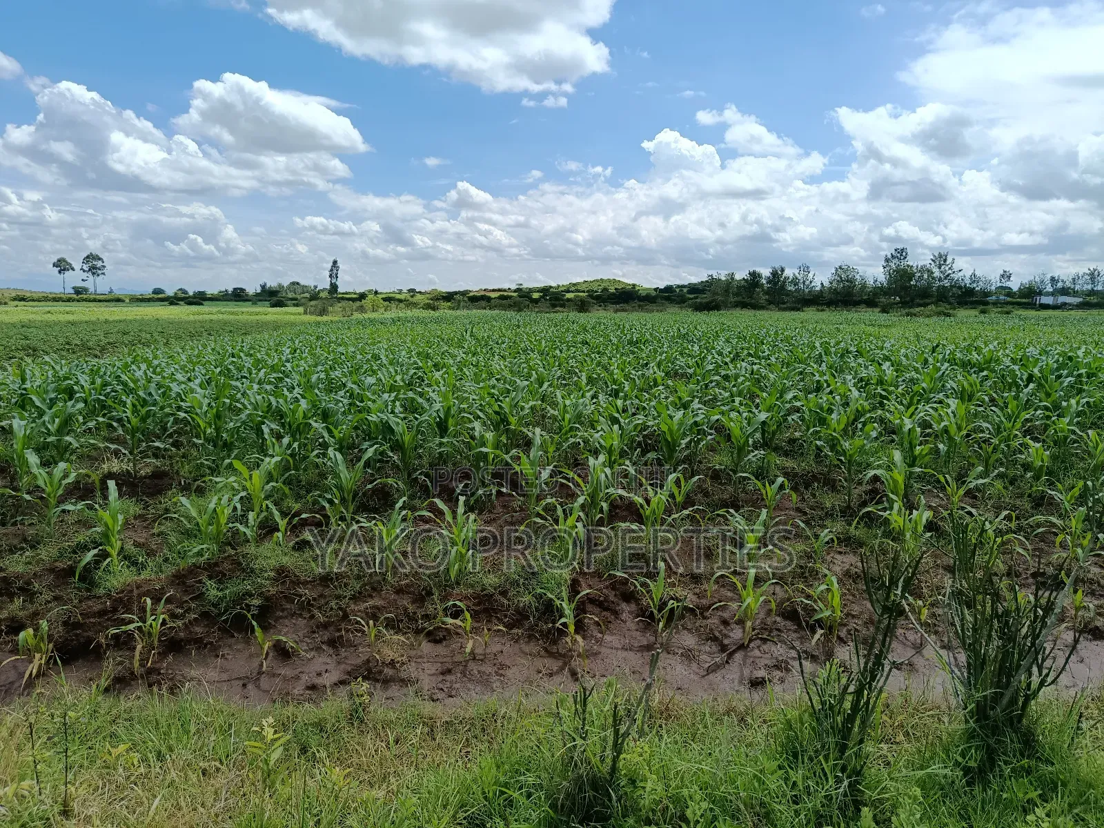 2 Acres of Agricultural Land