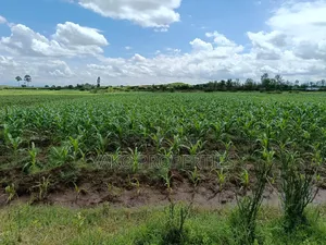 2 Acres of Agricultural Land