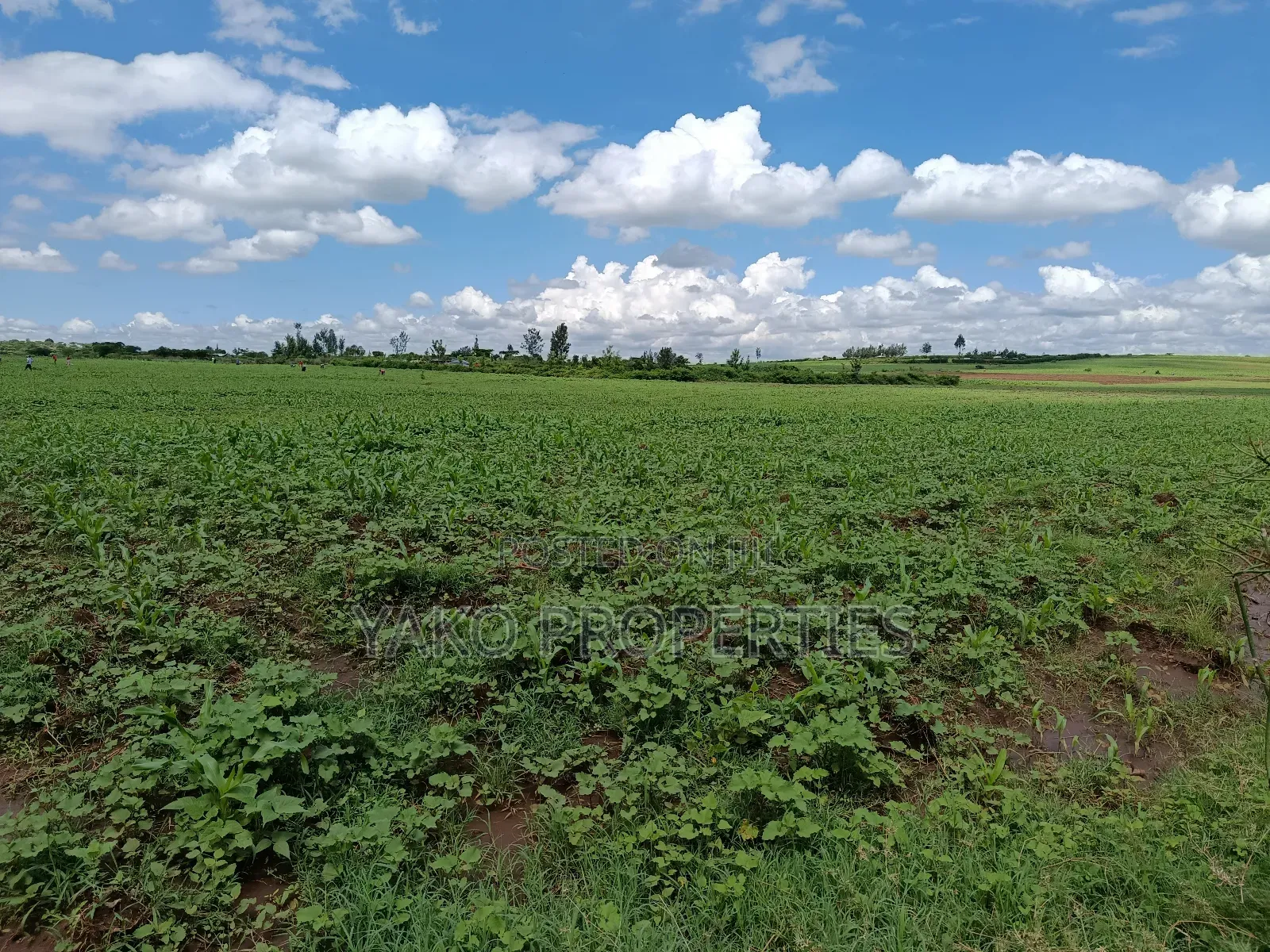 2 Acres of Agricultural Land