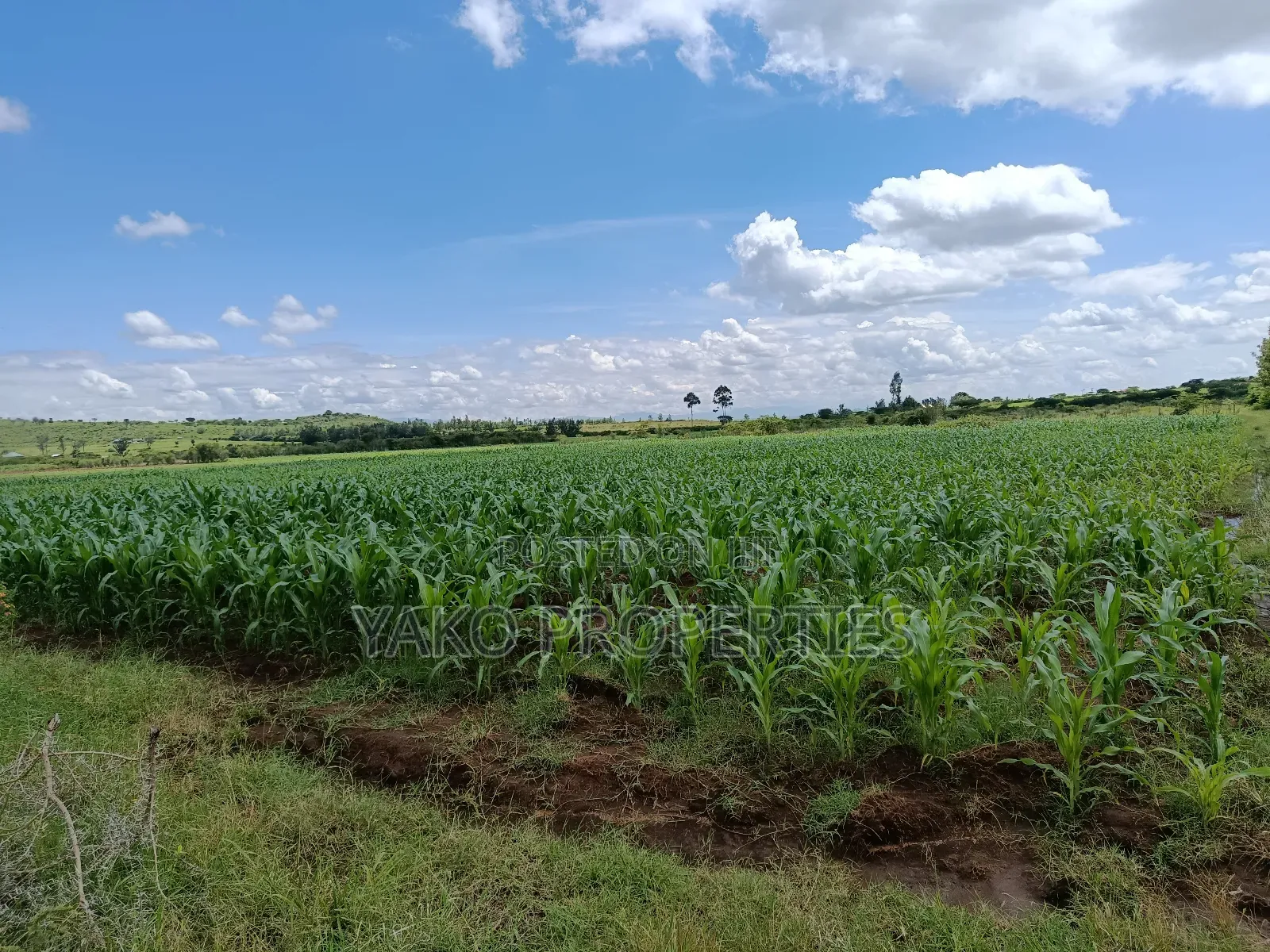 2 Acres of Agricultural Land