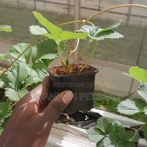 Strawberry Plants For Sale - Potted Chandler Strawberry
