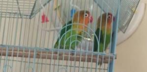 Ornamental Birds - thumbnail 2