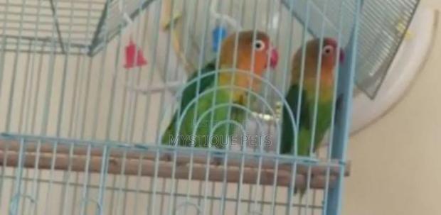 Ornamental Birds - main view