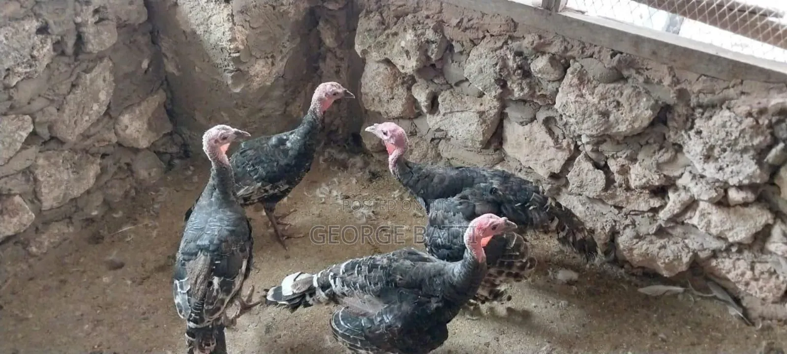 Turkeys for Sale