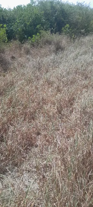 100 Acres Forsale in Adu Kamale