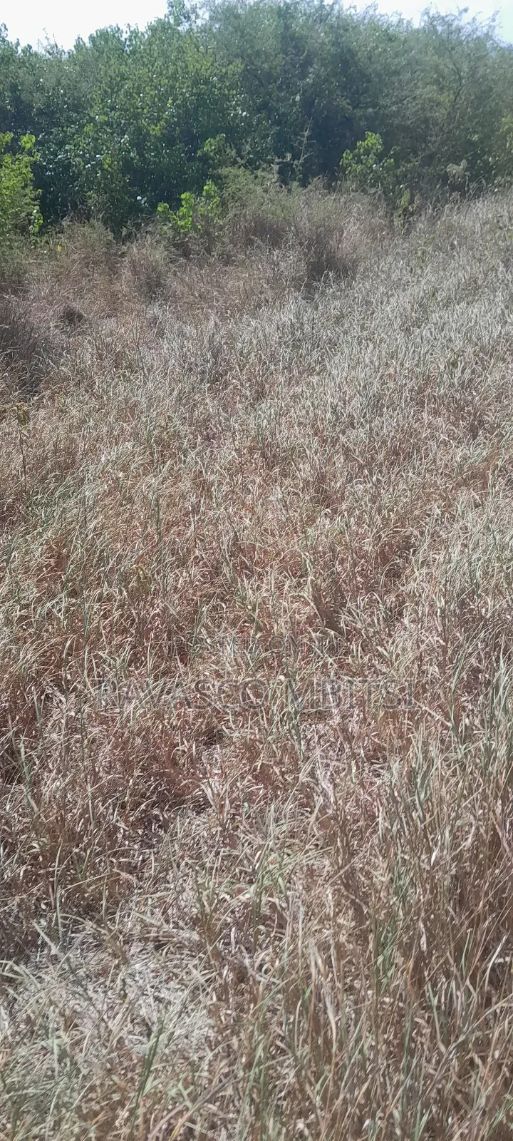 100 Acres Forsale in Adu Kamale