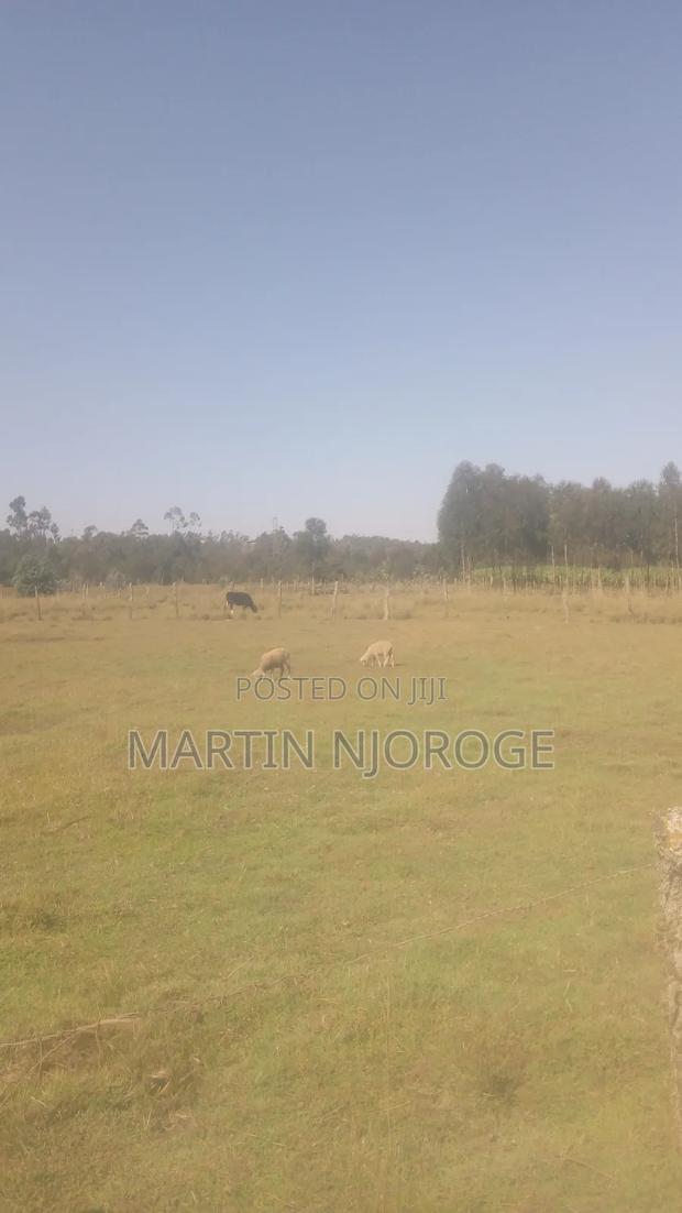 40 Acres Nyahururu - main view
