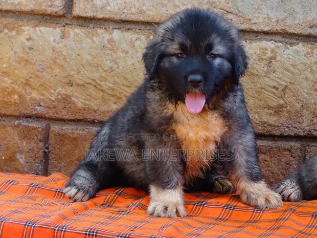 1-3 months Male Purebred Caucasian Shepherd - main view
