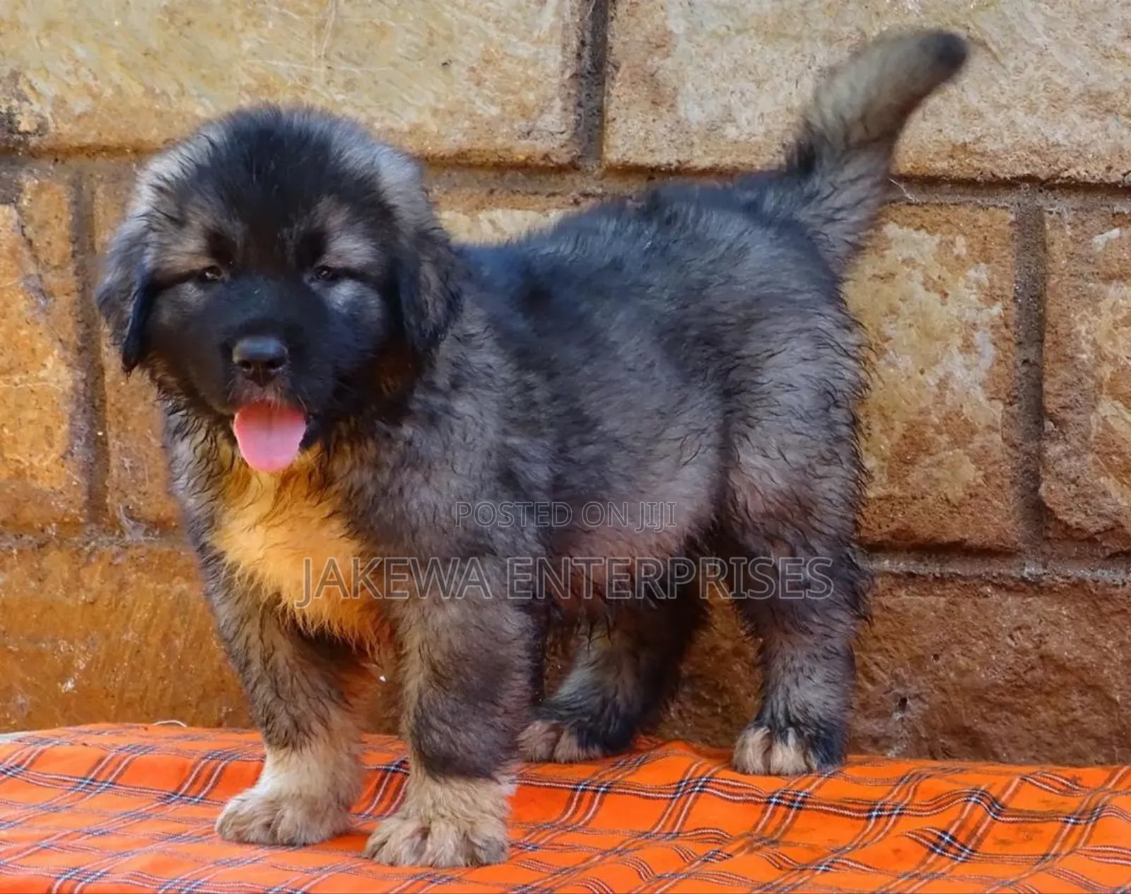 1-3 months Male Purebred Caucasian Shepherd