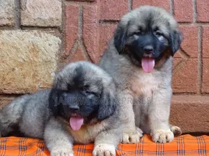 1-3 months Female Purebred Caucasian Shepherd