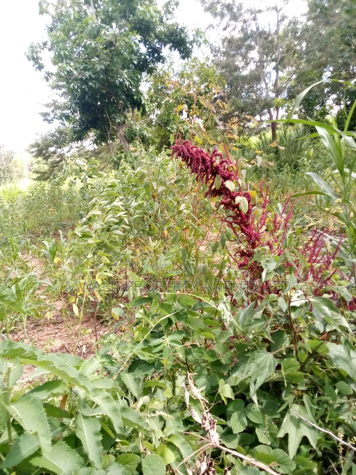 Special Offer Plots, Kwa Vonza,50 by 100 Ft
