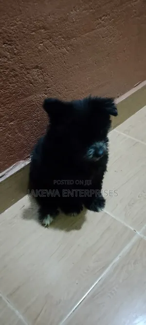 1-3 months Male Purebred Havanese