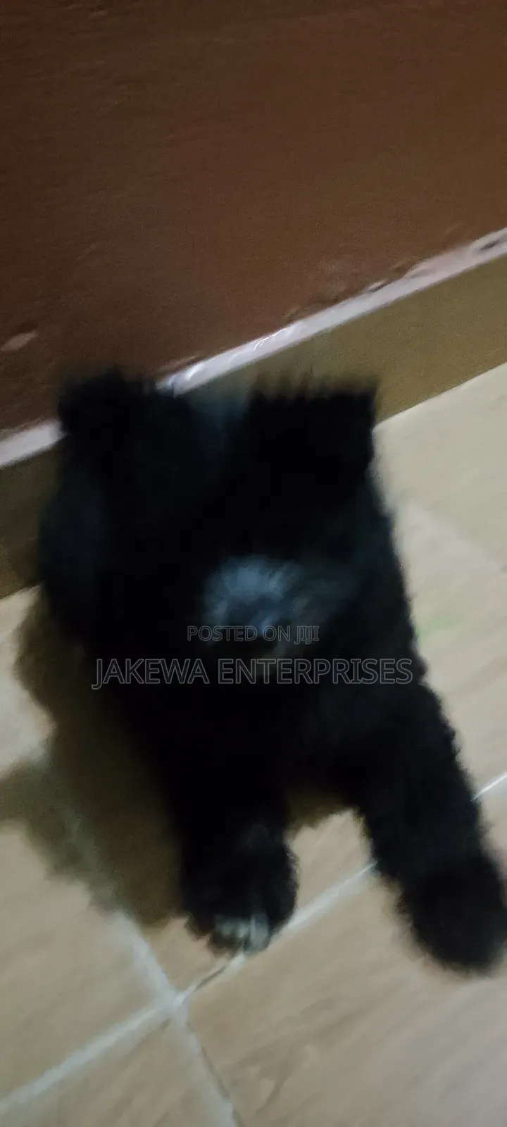 1-3 months Male Purebred Havanese
