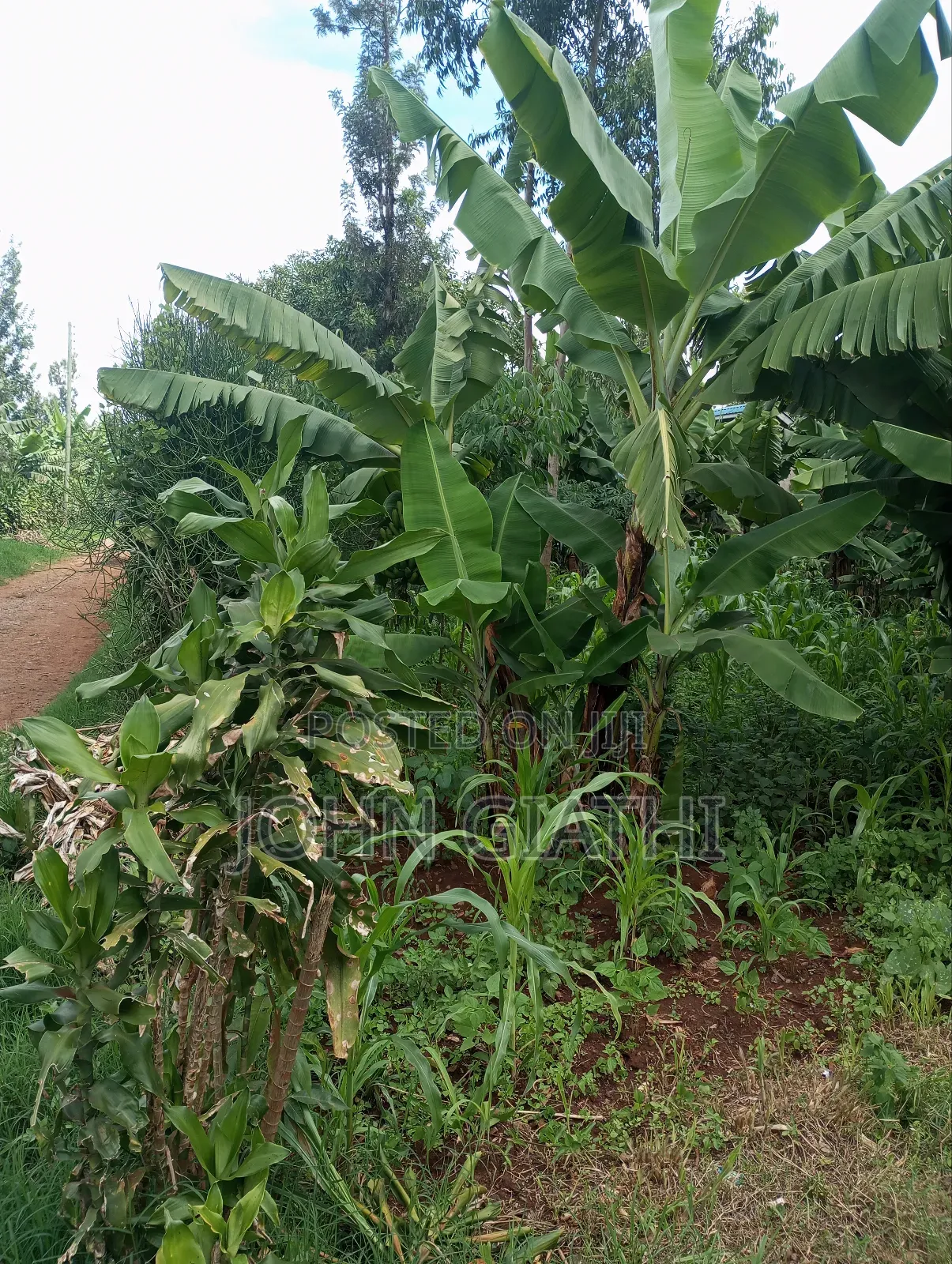 One Acre and an Eigth on Sale Along Bob Harris Ndarugo Road