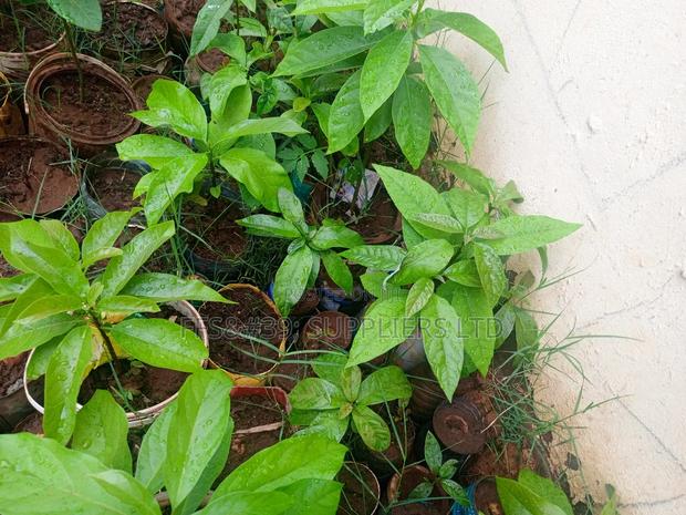 Ovacado Seedlings - main view