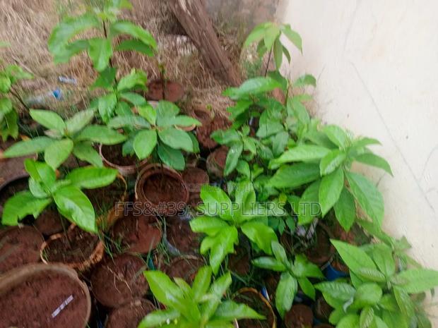 Ovacado Seedlings - thumbnail 2