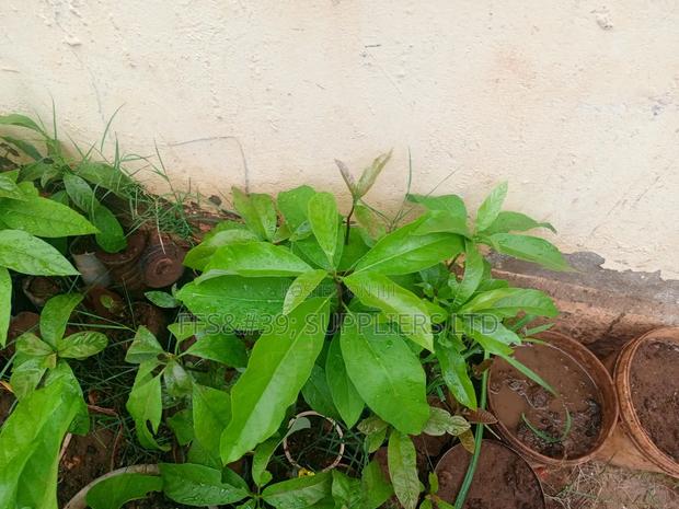 Ovacado Seedlings - thumbnail 3