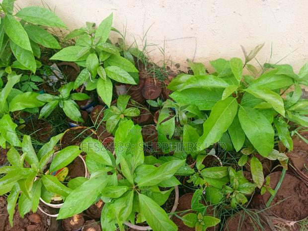 Ovacado Seedlings - thumbnail 4