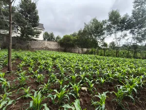 Strictly Residential Eighth Acre Plot in Kerarapon, Ngong