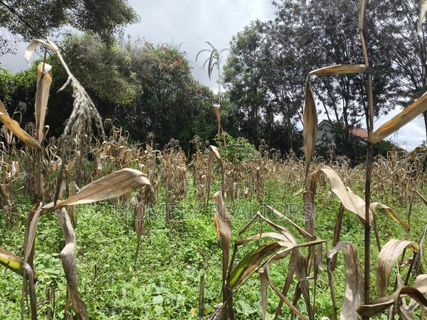 Gated Residential Eighth Acre Corner Plot in Kerarapon Ngong - thumbnail 5