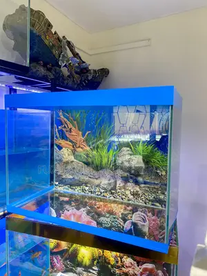 Fully Stocked Aquarium – 2ft Beauty for Your Home