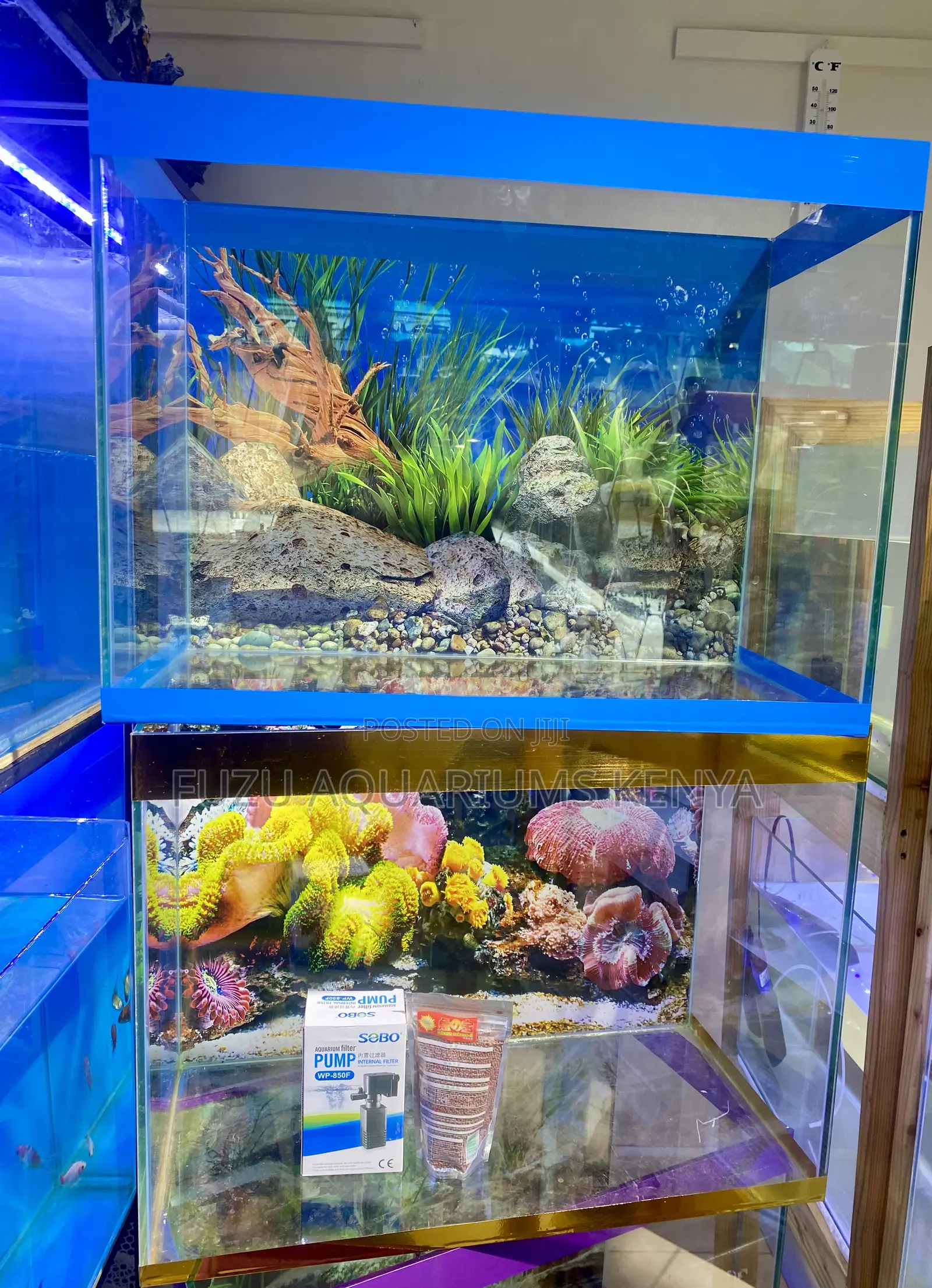 Gold or Blue Aquarium Magic – Beautiful Setup With 10 Fish