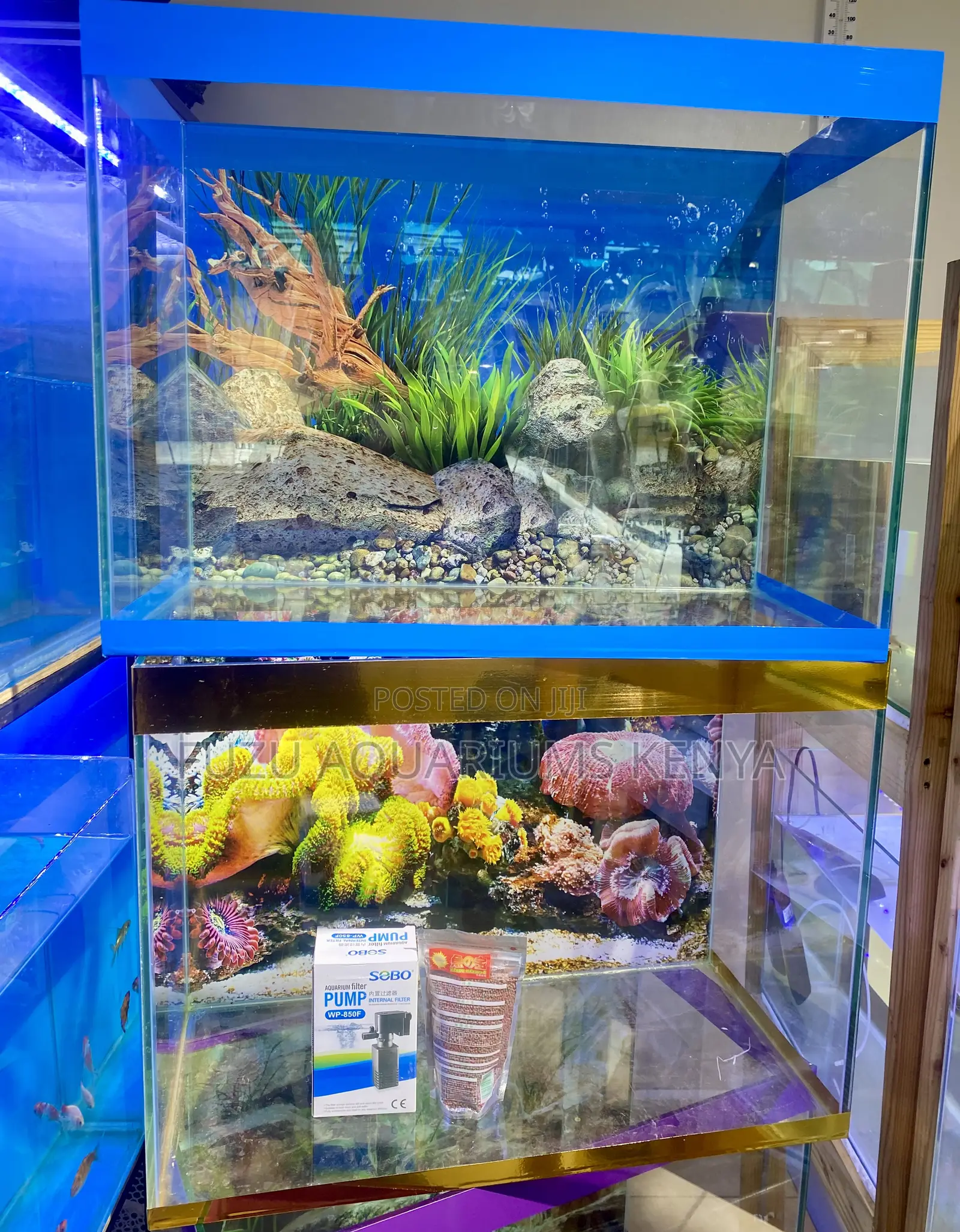 Complete Colorful 60l Aquarium With Colorful Fish