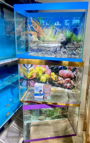 60l Aquarium With Full Setup – Just Plug Play