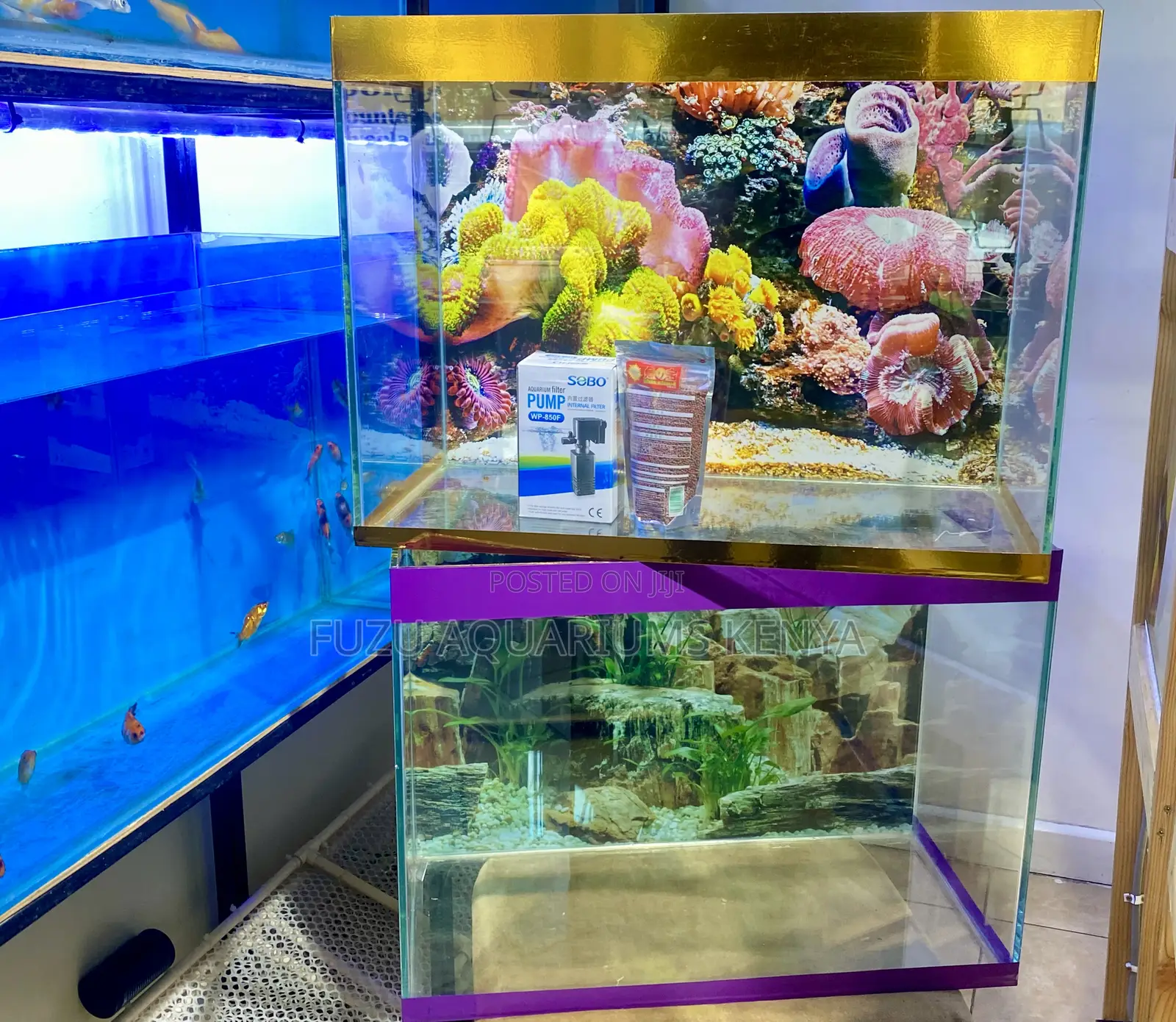 Your Personal Underwater Garden – Fully Equipped Aquarium