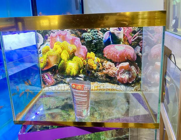 The Perfect Aquarium Kit – Gold Color, Light, Life
