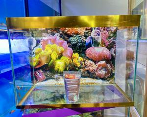 Make Fishkeeping Easy – Complete 2ft Aquarium - thumbnail 2