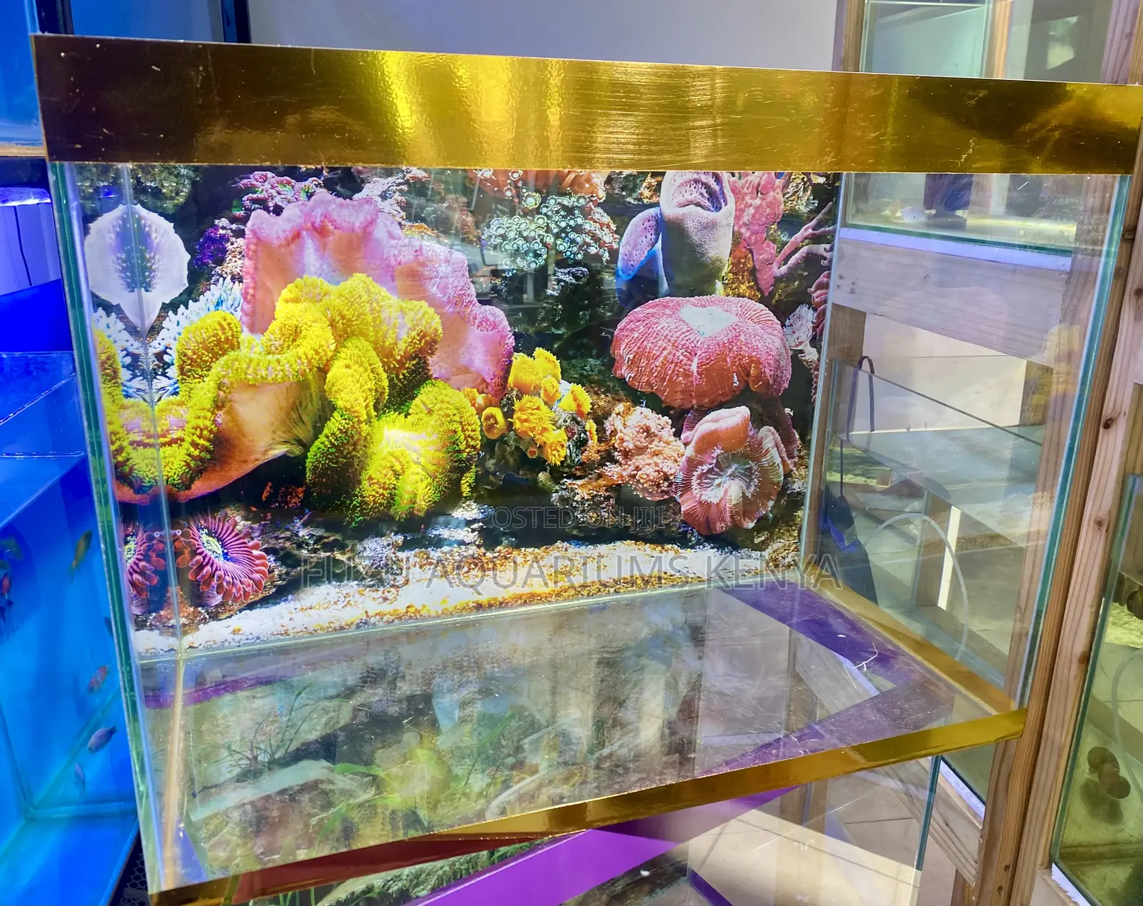 Complete Aquarium Deal – Colorful, Calm, Captivating