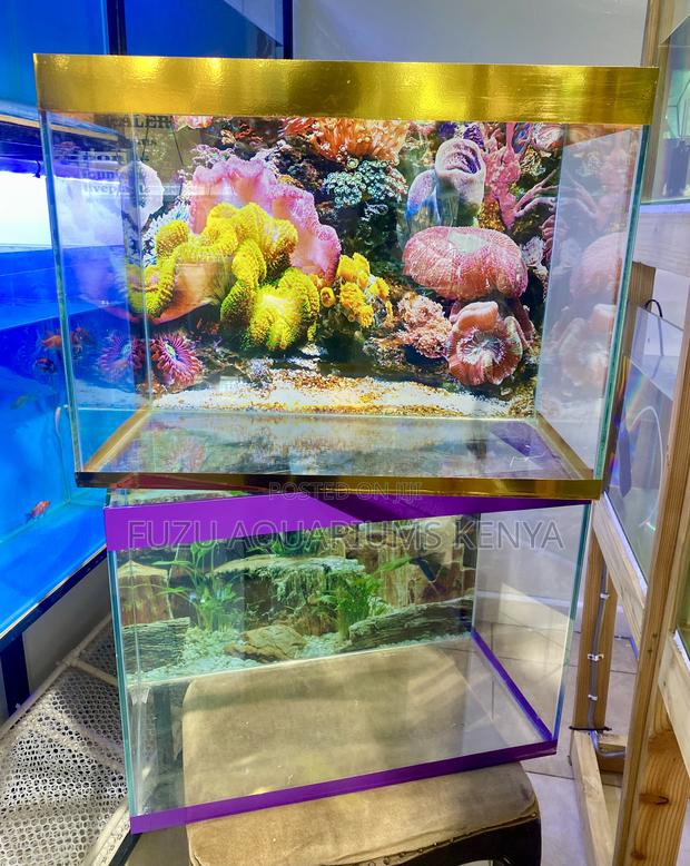 Your Dream Aquarium Setup – Ready for Display - main view