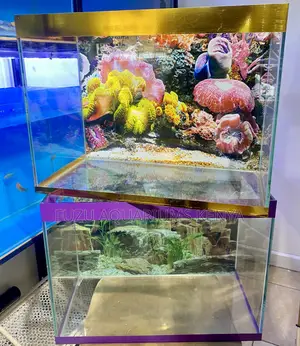 Complete Aquarium Deal – Colorful Purple, Gold , Captivating