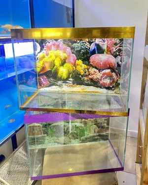 Aquarium With a View – Vibrant Peaceful Setup