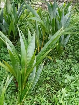 Coconut Seedlings - thumbnail 2