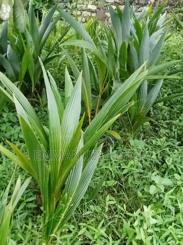 Coconut Seedlings - main view