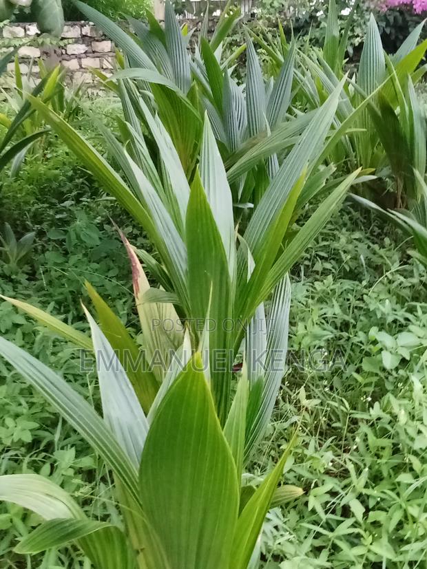 Coconut Seedlings - thumbnail 3