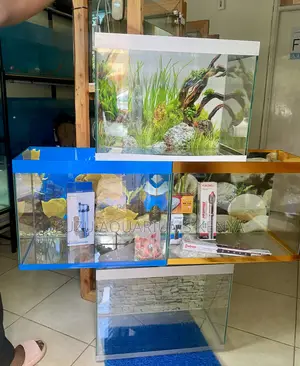 Nature in a Box – Colorful 60l Aquarium for Every Home