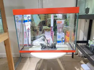 The Easiest Way to Keep Fish – Just Add Water to Aquarium