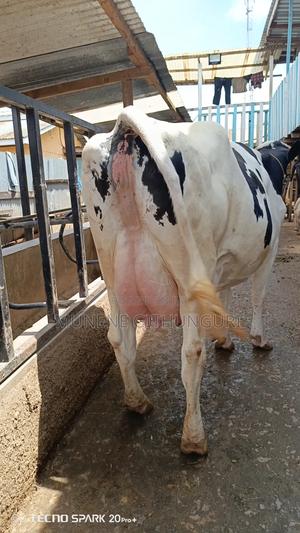8 Months Incalf Super Extra Giant Heifer - main view