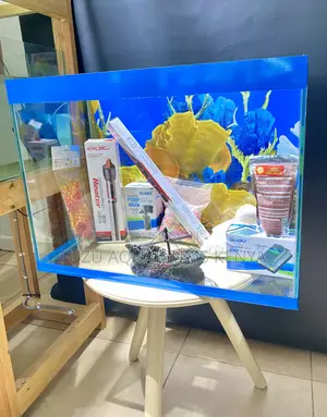 Complete Fish Tank With Bold Colors